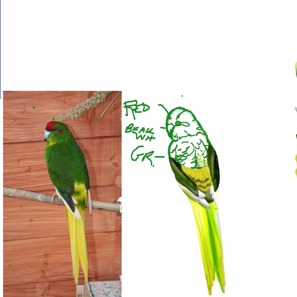 Creation of Jungle Life: Step 12